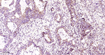 TFAM Antibody in Immunohistochemistry (Paraffin) (IHC (P))