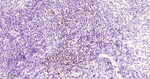 TFAM Antibody in Immunohistochemistry (Paraffin) (IHC (P))