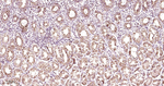 TFAM Antibody in Immunohistochemistry (Paraffin) (IHC (P))