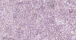 TFAM Antibody in Immunohistochemistry (Paraffin) (IHC (P))