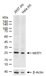 TFAM Antibody in Western Blot (WB)