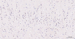 EGR1 Recombinant Rabbit Monoclonal Antibody (10F6)