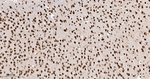 HuR Recombinant Rabbit Monoclonal Antibody (5F4)
