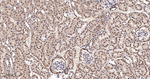 HuR Antibody in Immunohistochemistry (Paraffin) (IHC (P))