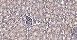 HuR Antibody in Immunohistochemistry (Paraffin) (IHC (P))