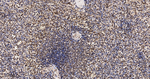HuR Antibody in Immunohistochemistry (Paraffin) (IHC (P))