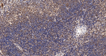 HuR Antibody in Immunohistochemistry (Paraffin) (IHC (P))