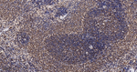 HuR Antibody in Immunohistochemistry (Paraffin) (IHC (P))