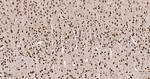 HuR Antibody in Immunohistochemistry (Paraffin) (IHC (P))