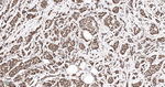 HuR Antibody in Immunohistochemistry (Paraffin) (IHC (P))