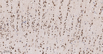 HuR Antibody in Immunohistochemistry (Paraffin) (IHC (P))
