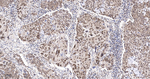 HuR Antibody in Immunohistochemistry (Paraffin) (IHC (P))