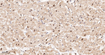 HuR Antibody in Immunohistochemistry (Paraffin) (IHC (P))