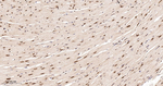HuR Antibody in Immunohistochemistry (Paraffin) (IHC (P))