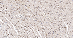 HuR Antibody in Immunohistochemistry (Paraffin) (IHC (P))