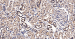 HuR Antibody in Immunohistochemistry (Paraffin) (IHC (P))