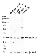 HuR Antibody in Western Blot (WB)