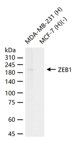 ZEB1 Antibody in Western Blot (WB)