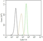 Cullin 1 Antibody in Flow Cytometry (Flow)