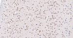 Cullin 1 Antibody in Immunohistochemistry (Paraffin) (IHC (P))