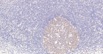 Cullin 1 Antibody in Immunohistochemistry (Paraffin) (IHC (P))