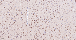 Cullin 1 Antibody in Immunohistochemistry (Paraffin) (IHC (P))