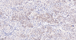 Cullin 1 Antibody in Immunohistochemistry (Paraffin) (IHC (P))