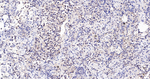 Cullin 1 Recombinant Rabbit Monoclonal Antibody (4C4)