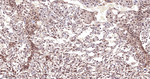 Cullin 1 Antibody in Immunohistochemistry (Paraffin) (IHC (P))