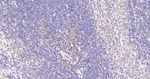 Cullin 1 Antibody in Immunohistochemistry (Paraffin) (IHC (P))