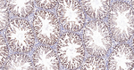 Cullin 1 Antibody in Immunohistochemistry (Paraffin) (IHC (P))