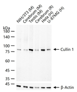 Cullin 1 Antibody in Western Blot (WB)