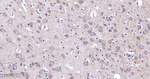 Metadherin Antibody in Immunohistochemistry (Paraffin) (IHC (P))
