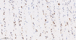 PDK2 Antibody in Immunohistochemistry (Paraffin) (IHC (P))