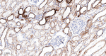 PDK2 Antibody in Immunohistochemistry (Paraffin) (IHC (P))