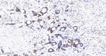 PDK2 Antibody in Immunohistochemistry (Paraffin) (IHC (P))