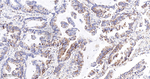 PDK2 Antibody in Immunohistochemistry (Paraffin) (IHC (P))