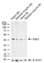 PDK2 Antibody in Western Blot (WB)