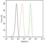 RPA70 Antibody in Flow Cytometry (Flow)