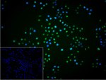 RPA70 Recombinant Rabbit Monoclonal Antibody (8A6)