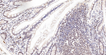 RPA70 Antibody in Immunohistochemistry (Paraffin) (IHC (P))