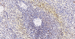RPA70 Antibody in Immunohistochemistry (Paraffin) (IHC (P))