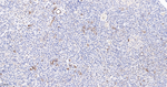 PDHB Antibody in Immunohistochemistry (Paraffin) (IHC (P))