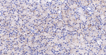 PDHB Antibody in Immunohistochemistry (Paraffin) (IHC (P))