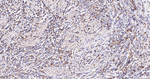 PDHB Antibody in Immunohistochemistry (Paraffin) (IHC (P))