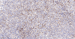 PDHB Antibody in Immunohistochemistry (Paraffin) (IHC (P))