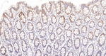 PDHB Antibody in Immunohistochemistry (Paraffin) (IHC (P))