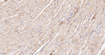 PDHB Antibody in Immunohistochemistry (Paraffin) (IHC (P))