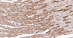 PDHB Antibody in Immunohistochemistry (Paraffin) (IHC (P))