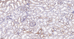 PDHB Antibody in Immunohistochemistry (Paraffin) (IHC (P))